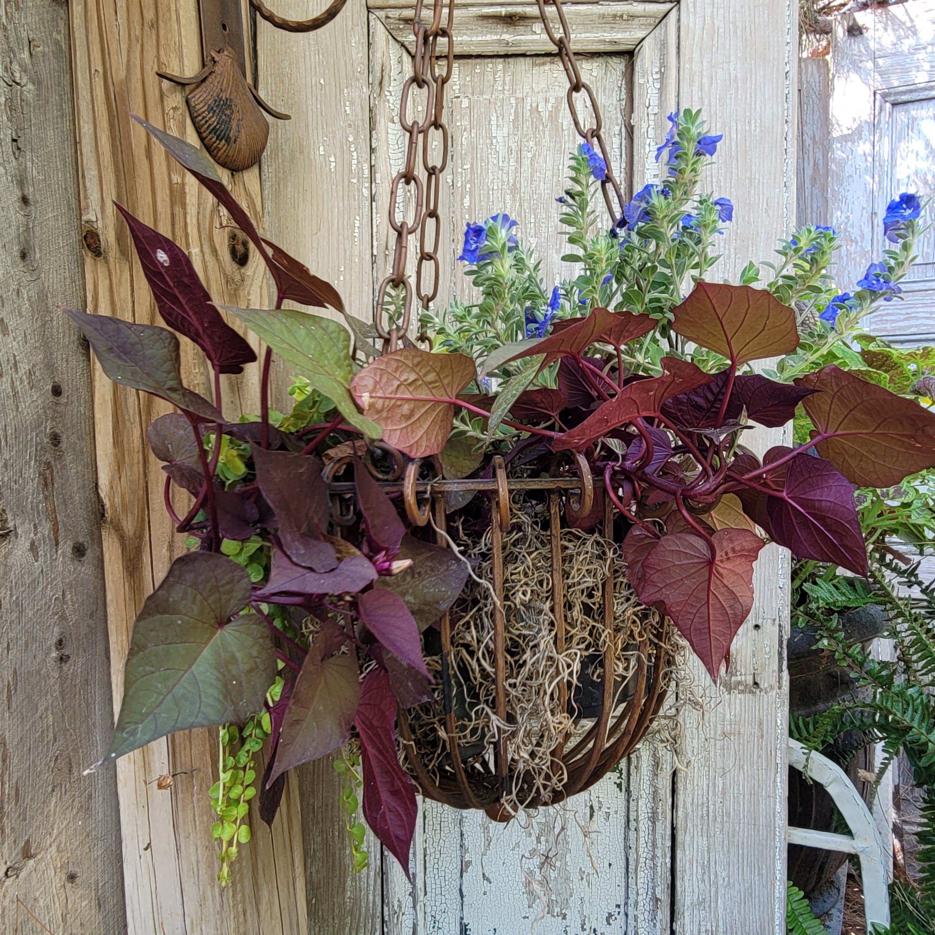 hanging potato planter Rustic Iron Hanging Flower Planter Basket